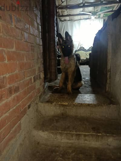 كلب چيرمن  shabard Dog