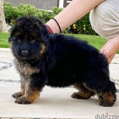 German shepherd puppies male female German جراوي جيرمن شيبرد ذكر انثي