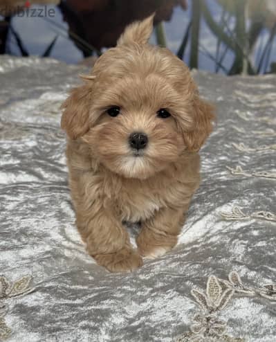 Maltipoo مالتي بو - toy poodle - توي بودل