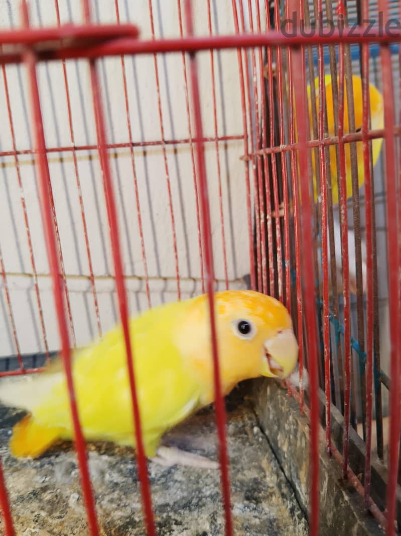 اول شغل 3