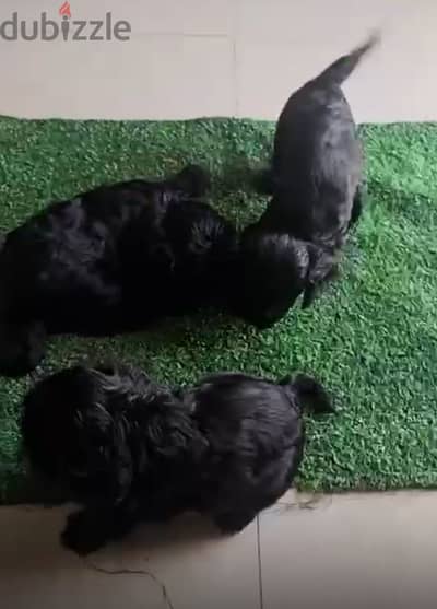 Dog american cocker spaniel