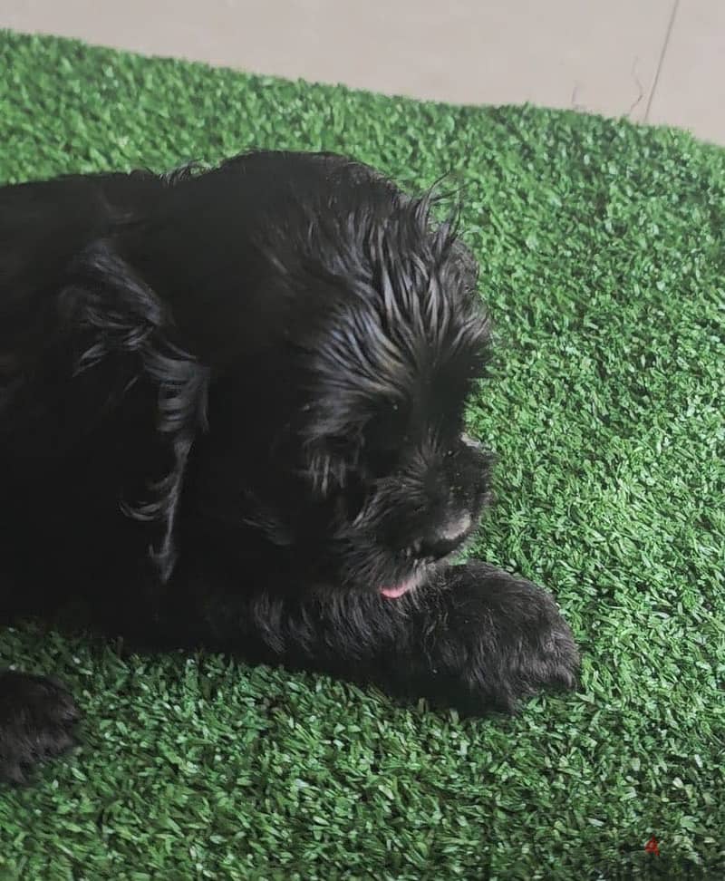Dog american cocker spaniel 1