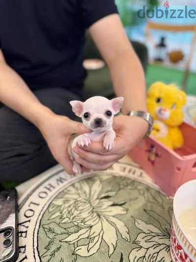 Puppies for sale