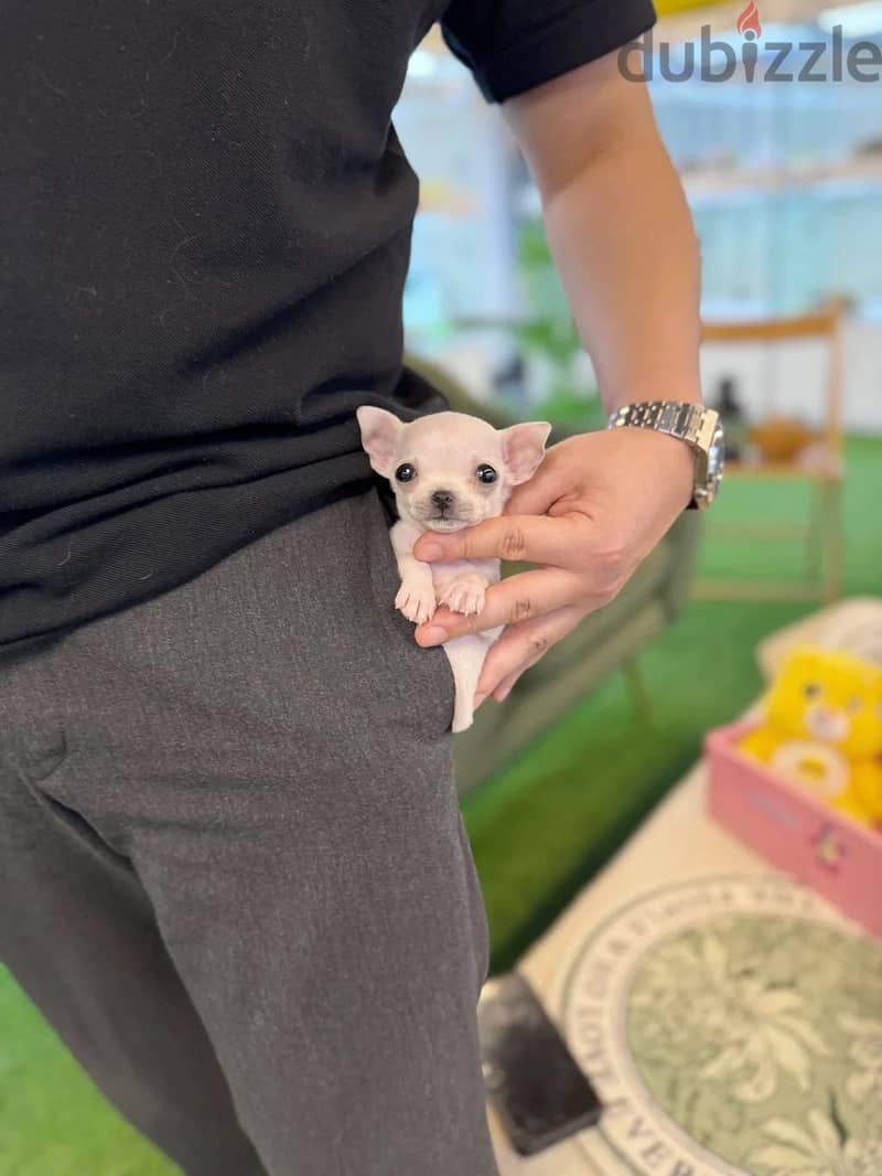 Puppies for sale 1