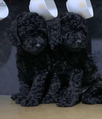 available female and male black toy poodle