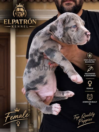  Rare Blue Grey Merle Female American Bully