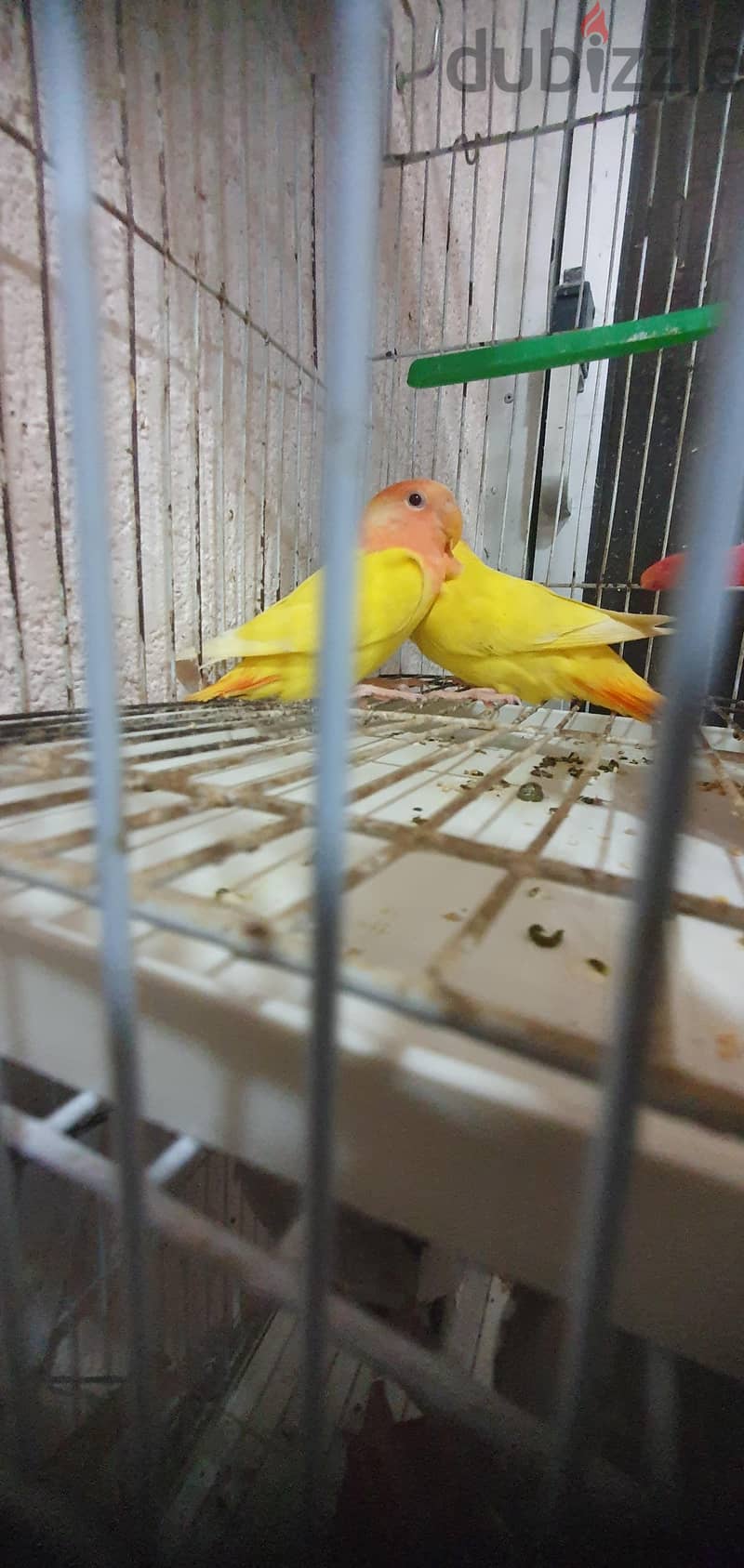 عصفورين جوز 1