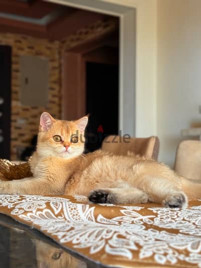 قطط سكوتش ستريت جولد Scottish cat gold Ny12