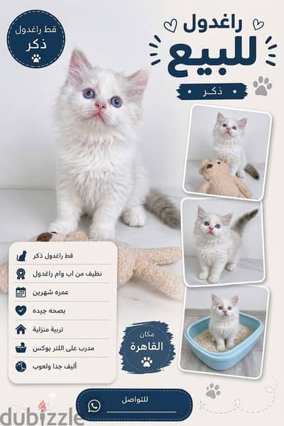 قط راغدول بيووووور (مركب ميكروشيب اب وام مع كامل تطعيمهم)