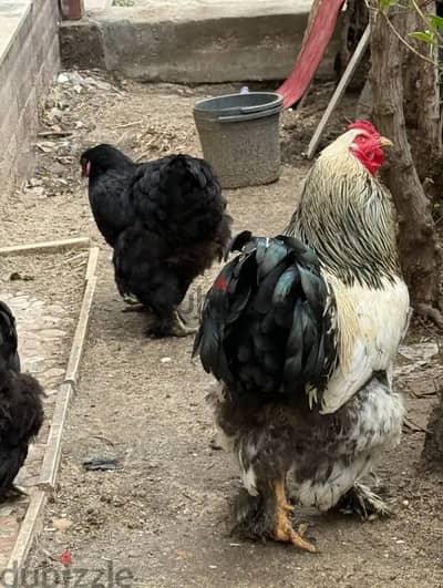 ديكين براهما وبربرتين