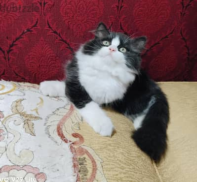 دبدوب هاف بيكي شعر كثيف واطراف قصيره