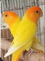 عصفورين جوز 2
