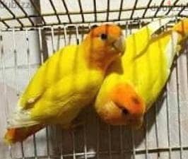 عصفورين جوز 3