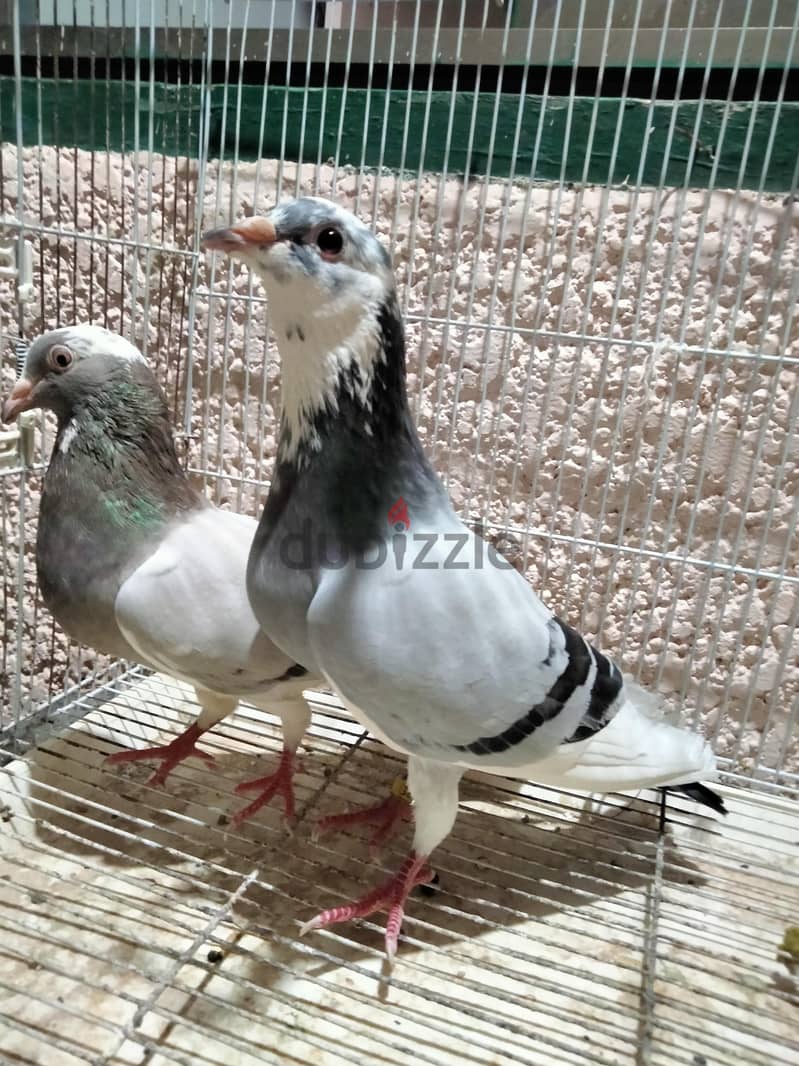 حمام جمعية 1