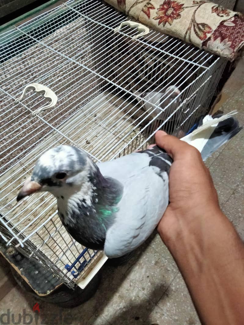 حمام جمعية 2