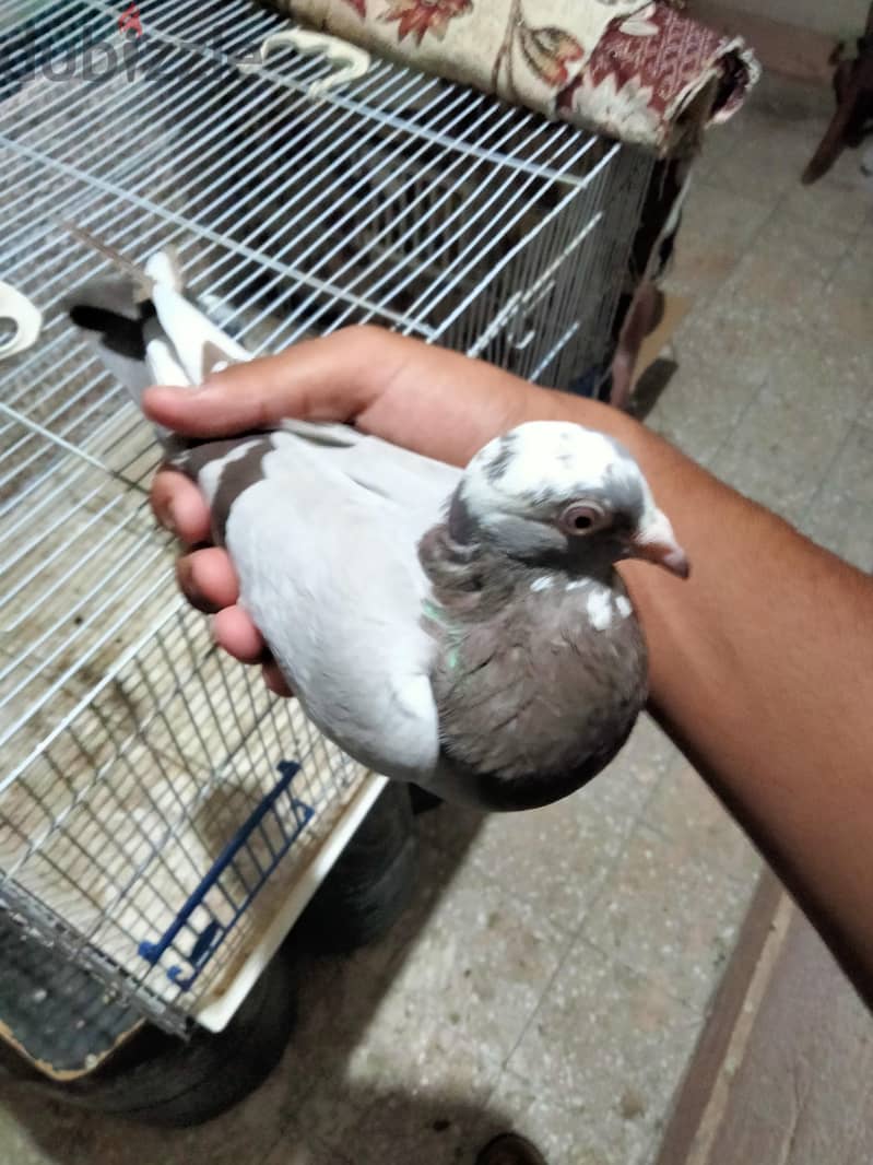 حمام جمعية 3