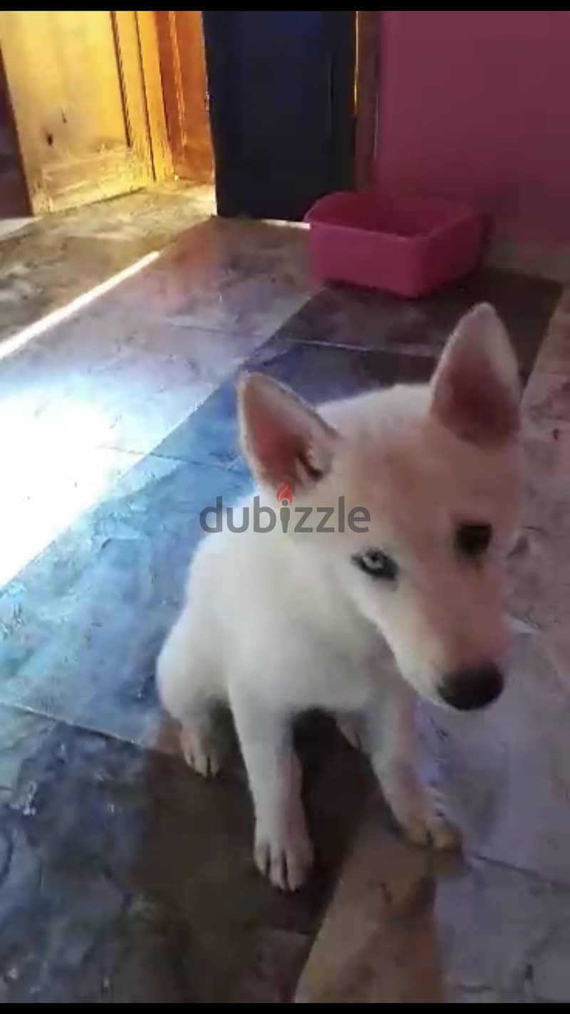 كلاب هاسكي 3