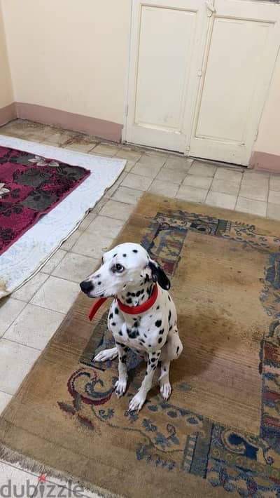 Delmatian dog