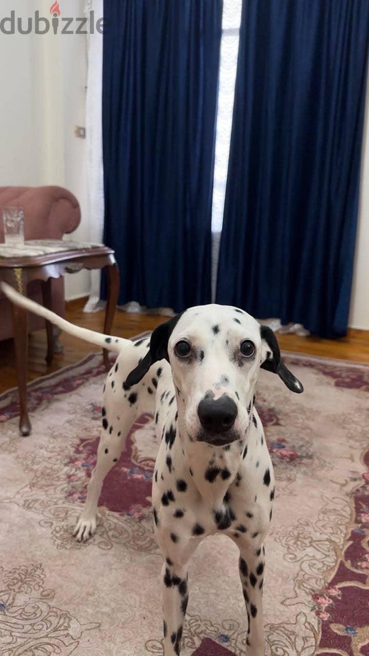 Delmatian dog 1