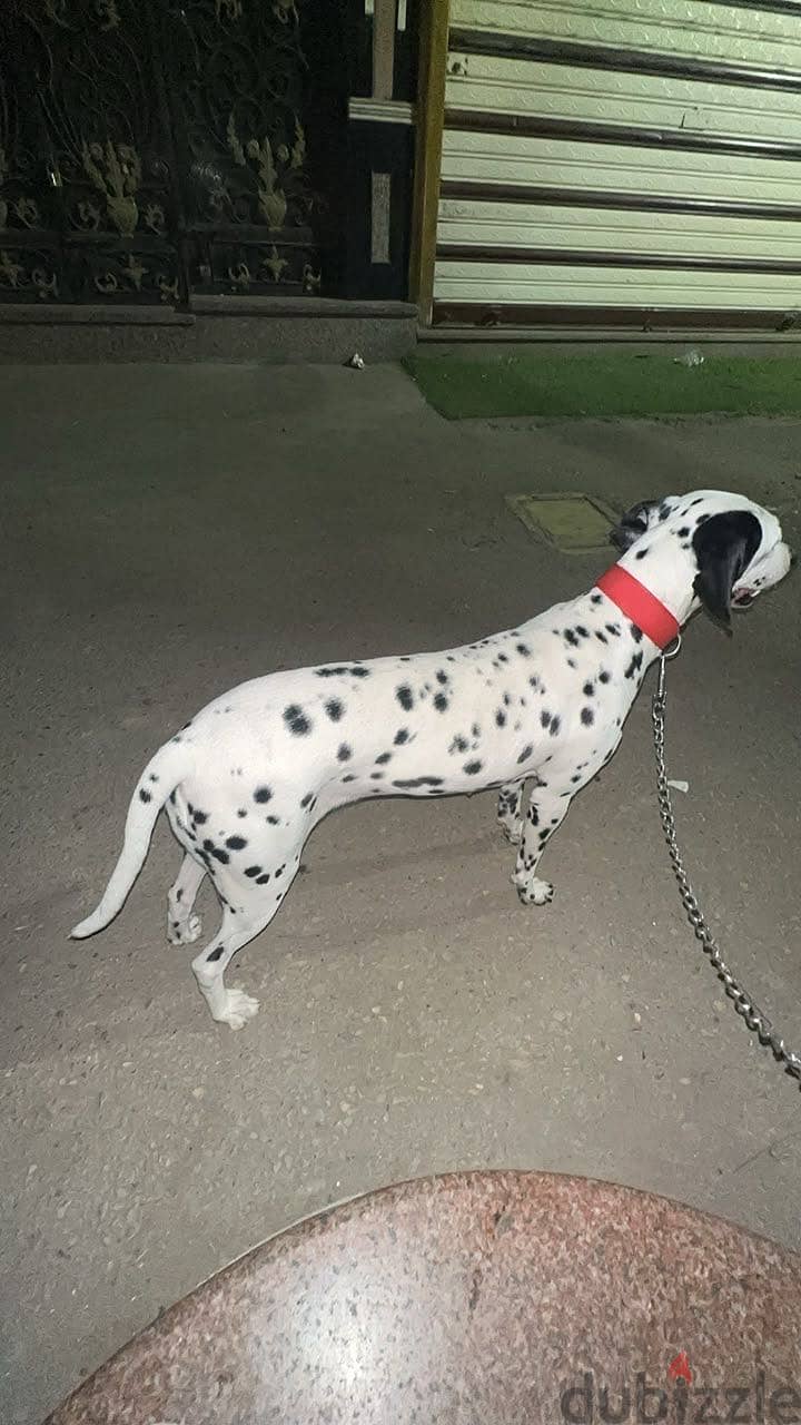 Delmatian dog 2