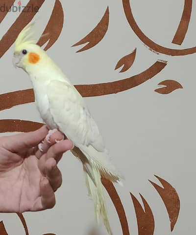 كوكتيل لاتيني بريل