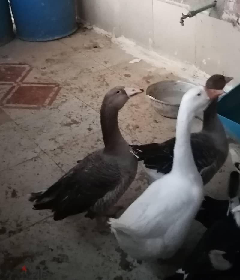 وز أوربي 4