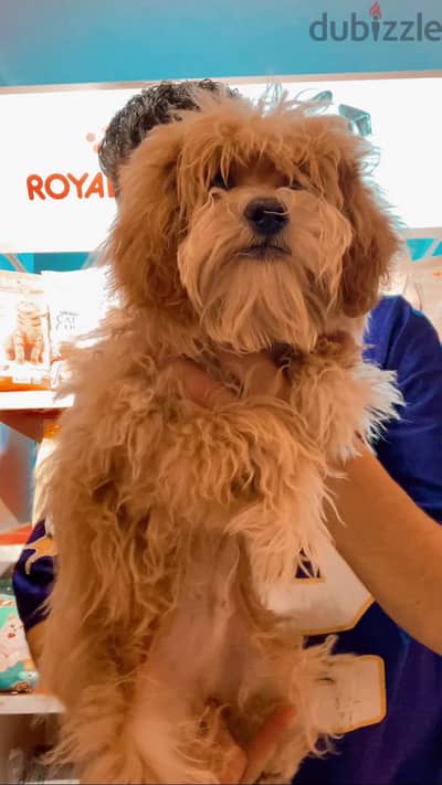 maltipoo puppy 60 days