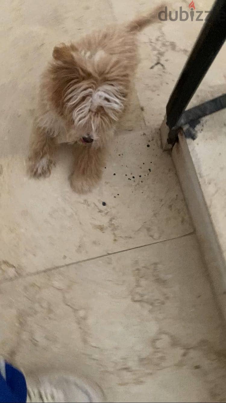 maltipoo puppy 60 days 1