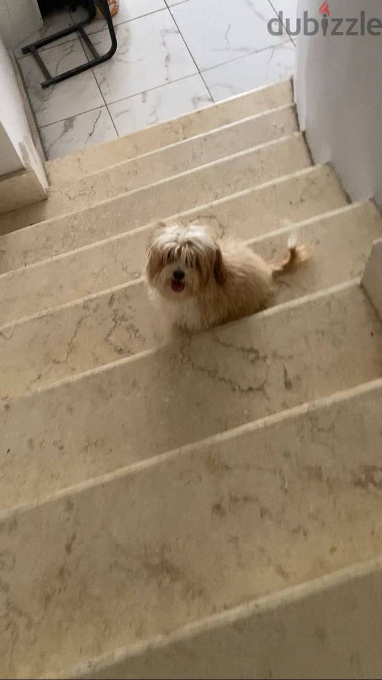 maltipoo puppy 60 days 2