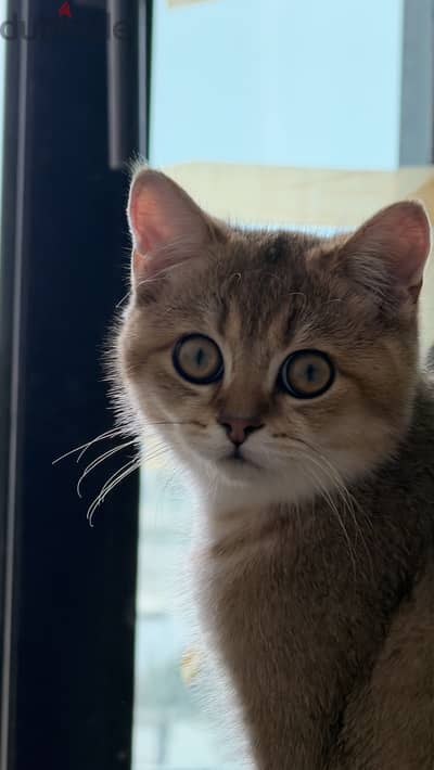 Scottish straight kitten coming with equipments litter box and food