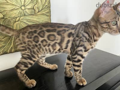 Male Bengal Kitten Purebred Available – Beautiful Rosetted Bengal