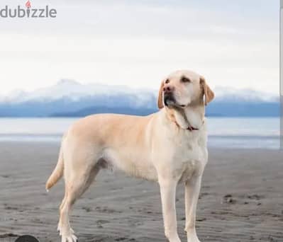 selling a dog
