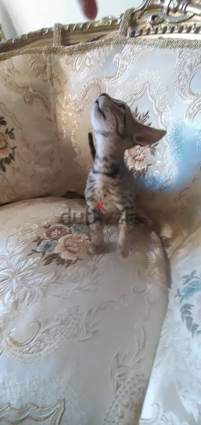 قطط للتبنى مجانا فقط اتقى الله .