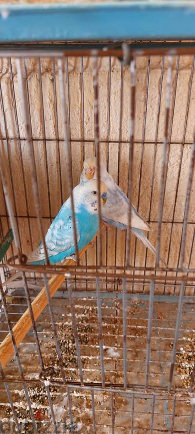 عصفير للبيع
