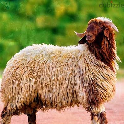 خرفان لحم للبيع ك 250 جنى