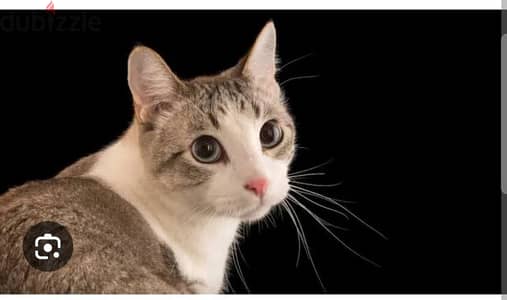 selling a cat