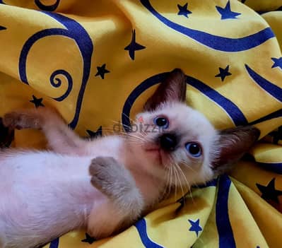 سيامي سيامى Siamese kittens purebred