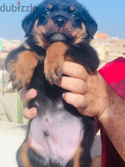 Rottweiler puppy for sale