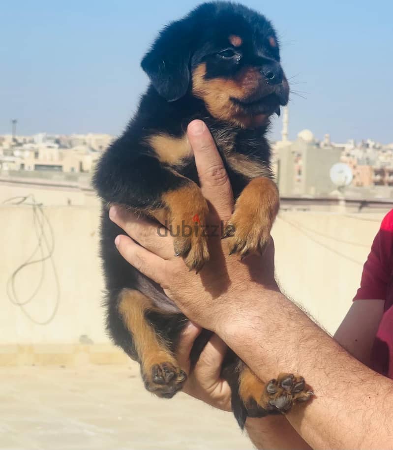 Rottweiler puppy for sale 4