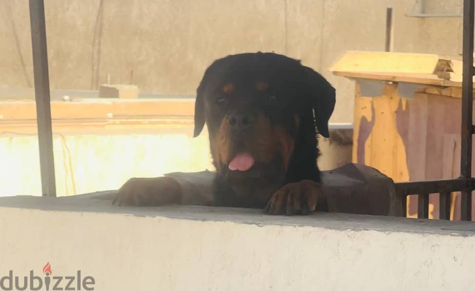 Rottweiler puppy for sale 8