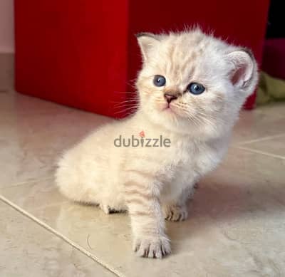 قط ذكر سكوتيش و بريتيش ابيض | white silver shaded brittish Male