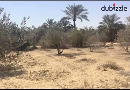ارض 2 فدان للبيع في وادي النطرون طريق مصر اسكندرية الصحراوي عقد نهائي من المحافظة