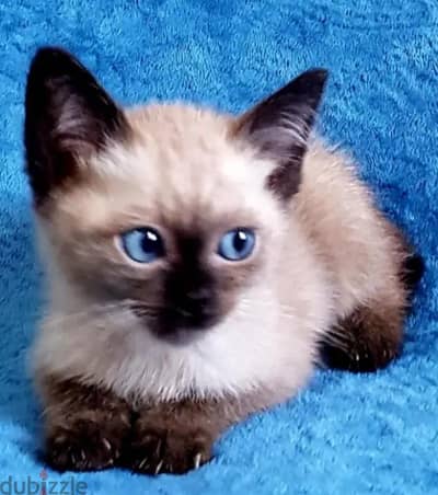 قطط سيامي بيور لسا مفطومين Siamese kittens