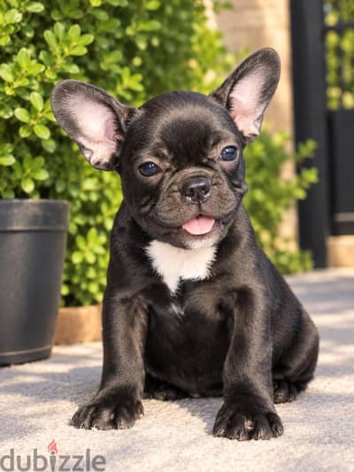 french bulldog _ فرينش بولدوج