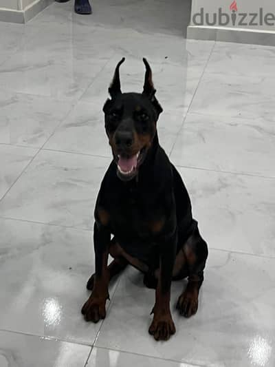 German Doberman دوبرمان الماني