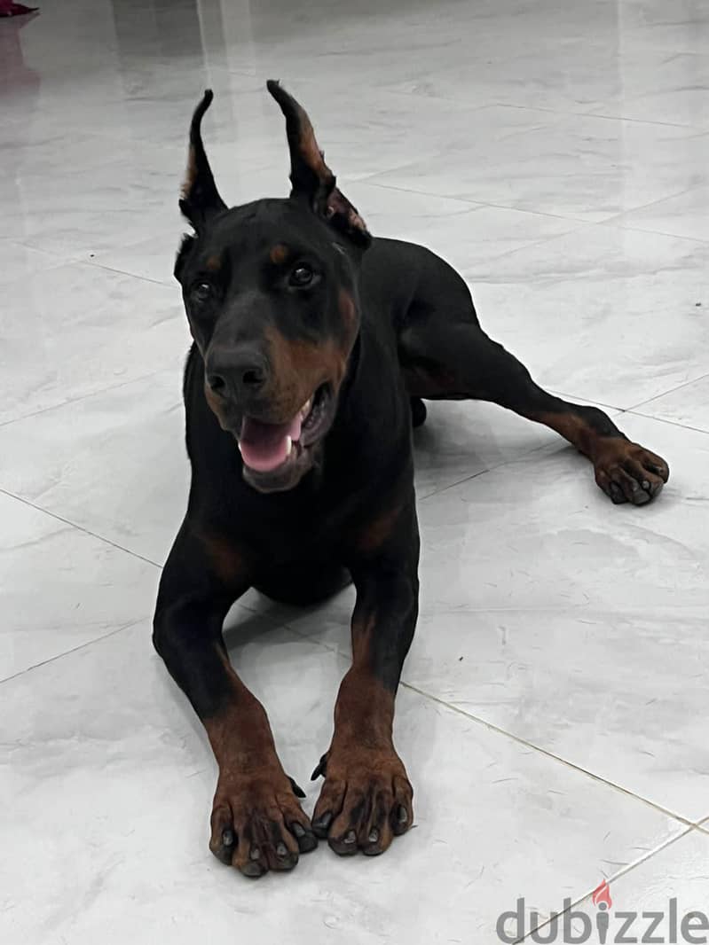 German Doberman دوبرمان الماني 1