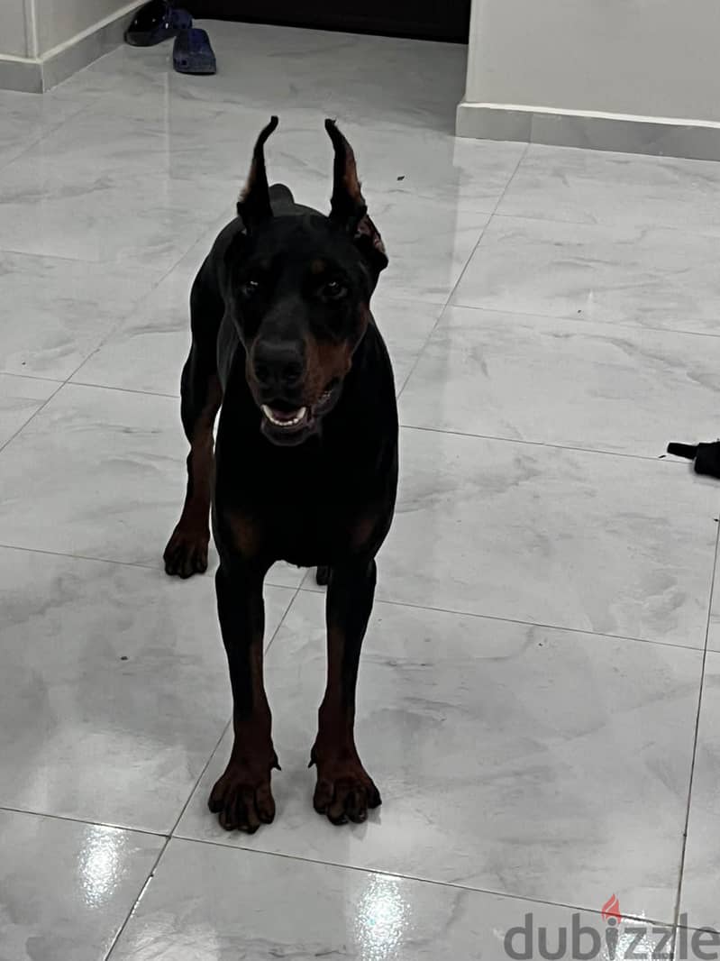 German Doberman دوبرمان الماني 2