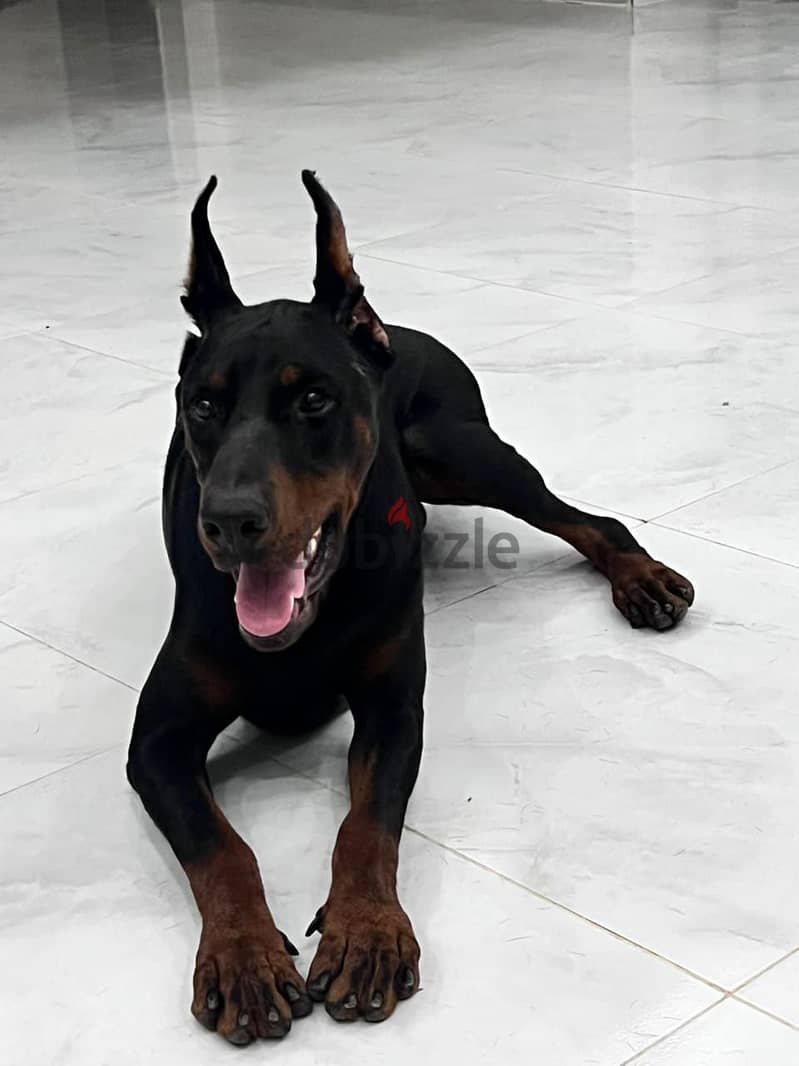 German Doberman دوبرمان الماني 3