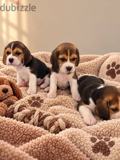Pure beagle
