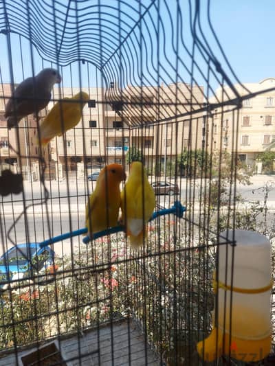 قصين روز  الوان جميله